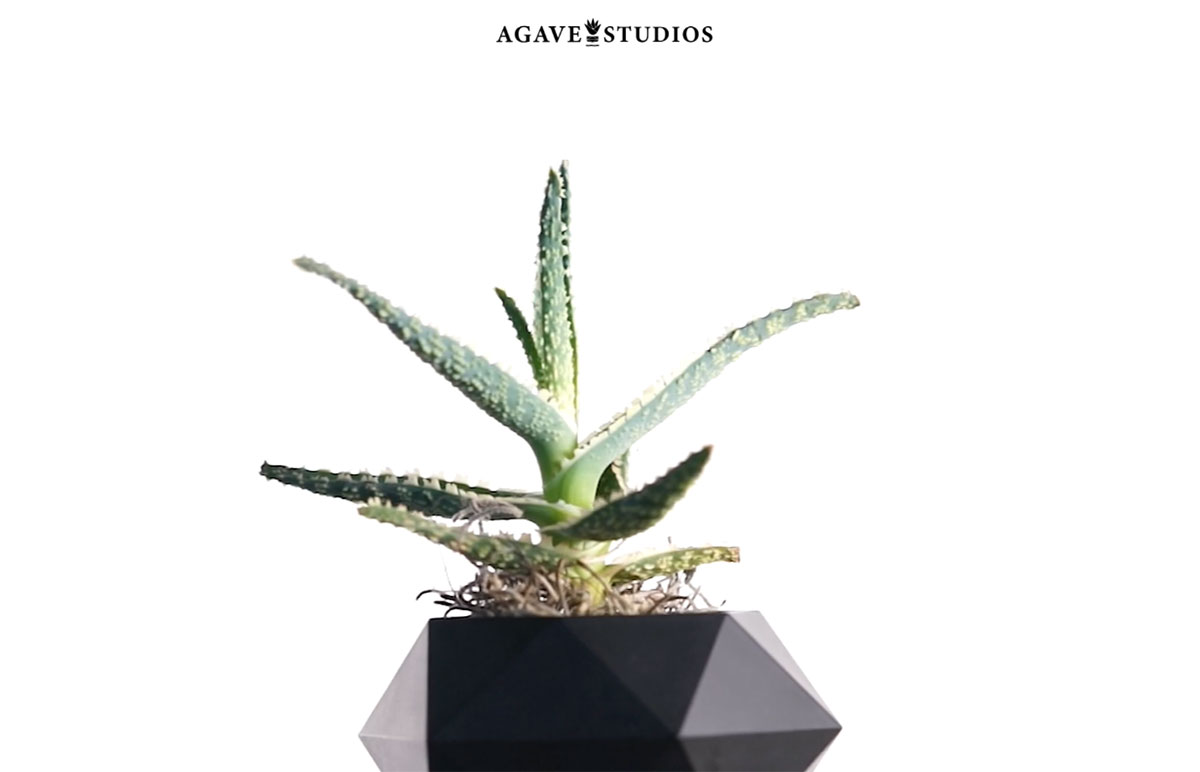 An agave plant, logo of Agave Studios in Bayfield, CO